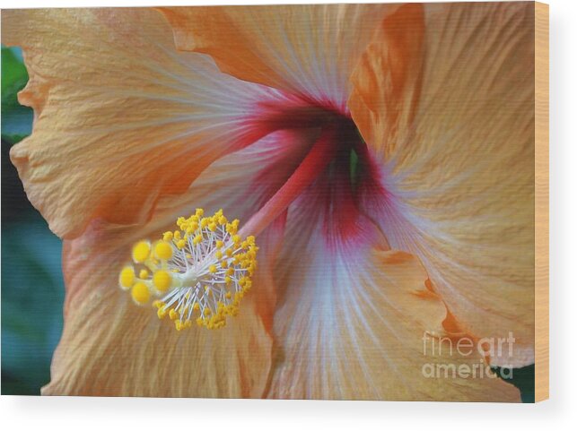 Hibiscus Wood Print featuring the photograph Winter blooms by Lori Tordsen