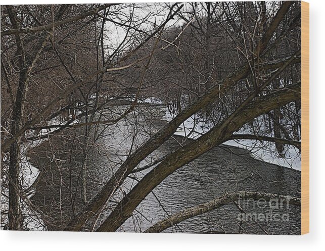 Michigan State University Wood Print featuring the photograph Winter Cedar by Joseph Yarbrough