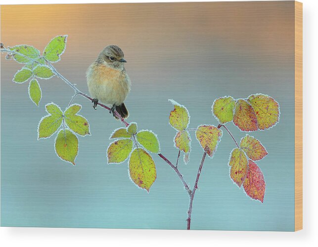 Stonechat Wood Print featuring the photograph Winter Colors by Andres Miguel Dominguez