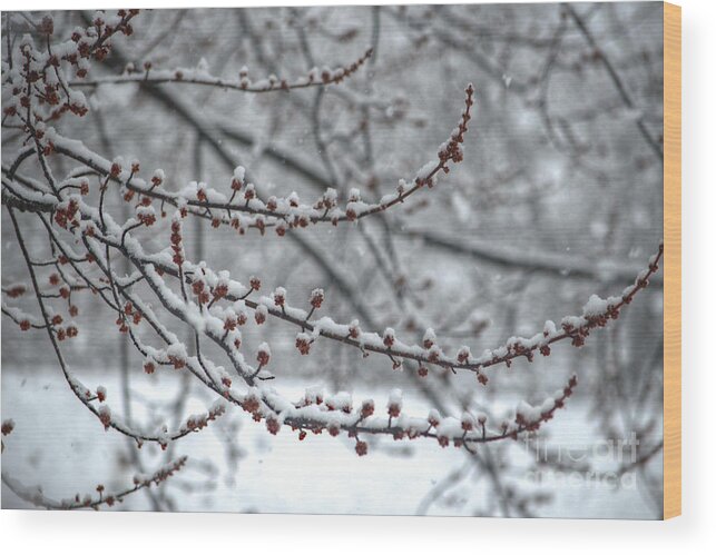 Winter Wood Print featuring the photograph Winter in the Heartland 3 by Deborah Smolinske