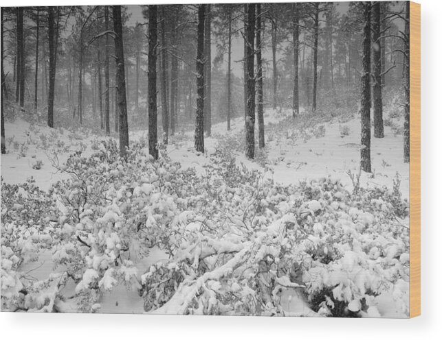 Winter Wood Print featuring the photograph Winter in the Woods by Saija Lehtonen