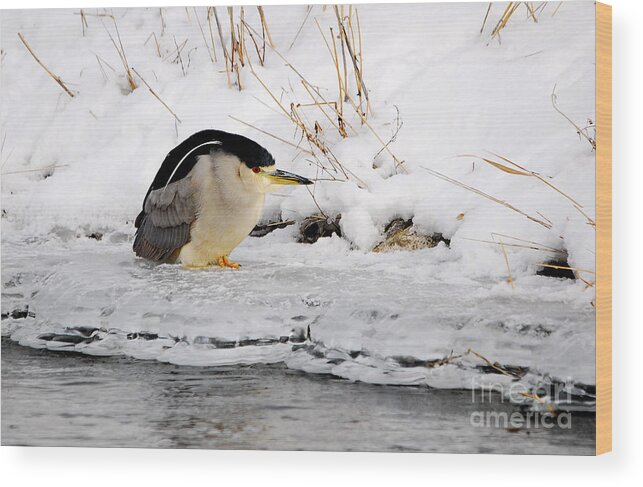 Black Crowned Night Heron Wood Print featuring the photograph Winter Night Heron by Marty Fancy