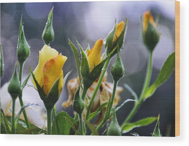 Floral Wood Print featuring the photograph Winter Roses by Jan Amiss Photography