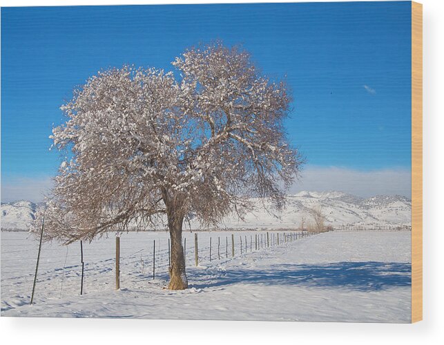 Tree Wood Print featuring the photograph Winter Season On The Range Snow and Blue Sky by James BO Insogna
