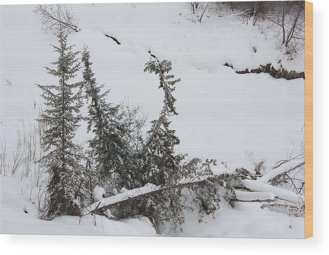 Snow Wood Print featuring the photograph Winter Solitude by Jim Sauchyn