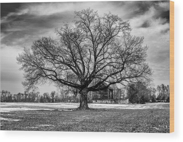Mt Holly Wood Print featuring the photograph Winter Solstice Tree by Louis Dallara