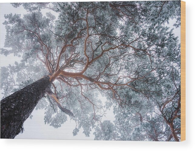 Tree Wood Print featuring the photograph Winter Tree Lines by Ales Krivec