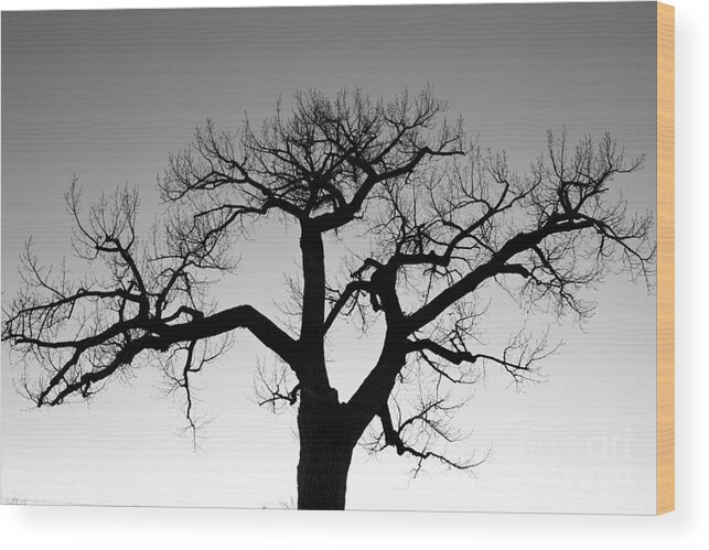 Tree Wood Print featuring the photograph Winter Tree Silhouette BW by James BO Insogna