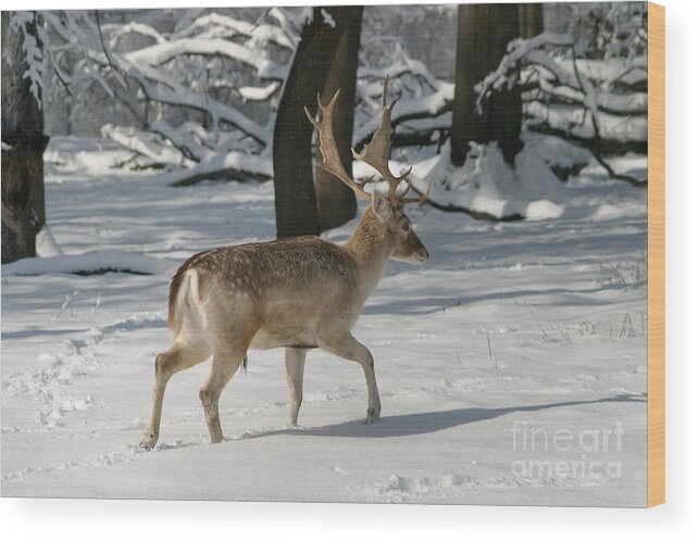 Deer Wood Print featuring the photograph Winter Walk by Living Color Photography Lorraine Lynch