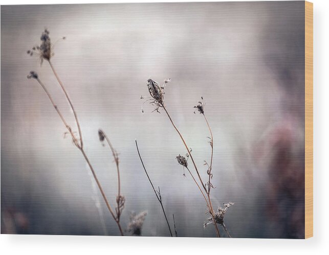 Country Wood Print featuring the photograph Winter Wild Flowers by Sennie Pierson