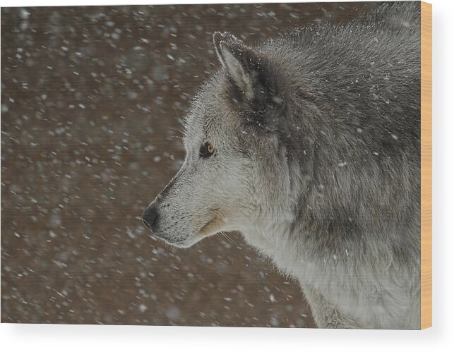 Wolf Art Wood Print featuring the photograph Winter Wolf by Steve McKinzie