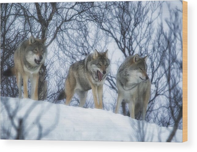 Wolf Wood Print featuring the photograph Winter Wolves by Wade Aiken