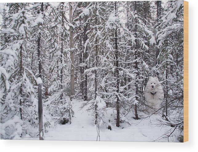 Dog Wood Print featuring the photograph Winter Wonderland by Valerie Pond