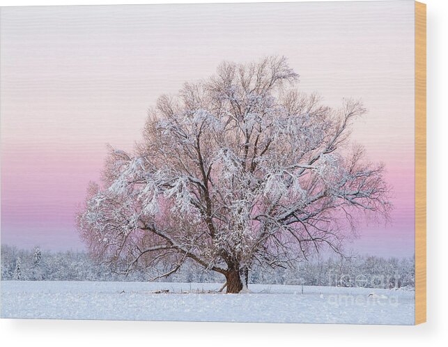 Tree Wood Print featuring the photograph Winter's majesty morning by Lori Dobbs