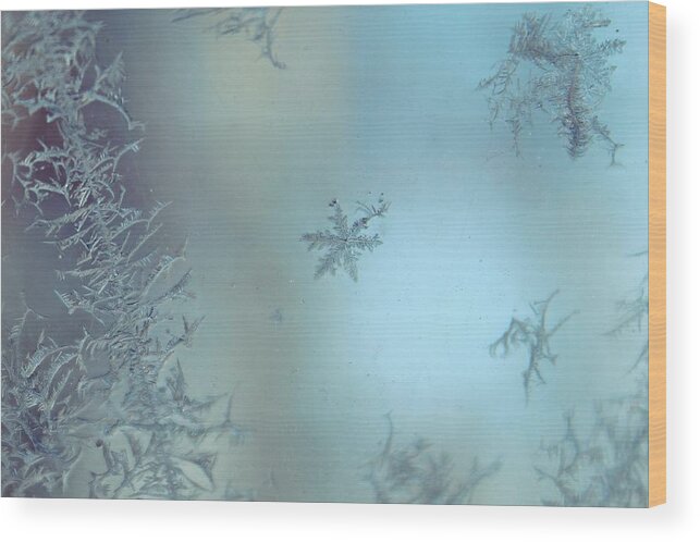 Frost Wood Print featuring the photograph Winter's Sketch by Candice Trimble