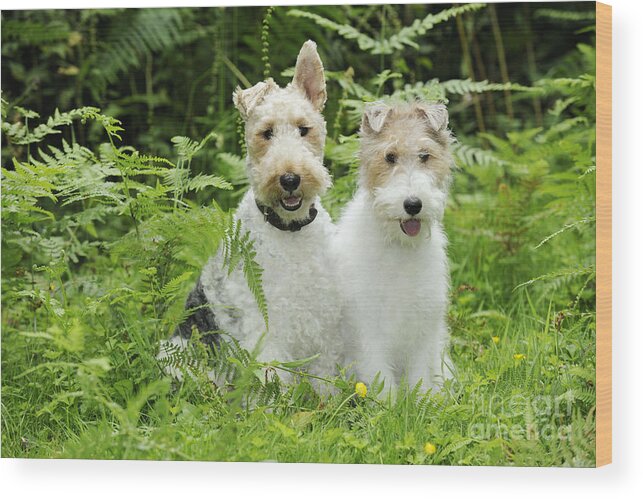Dog Wood Print featuring the photograph Wire Fox Terriers by John Daniels