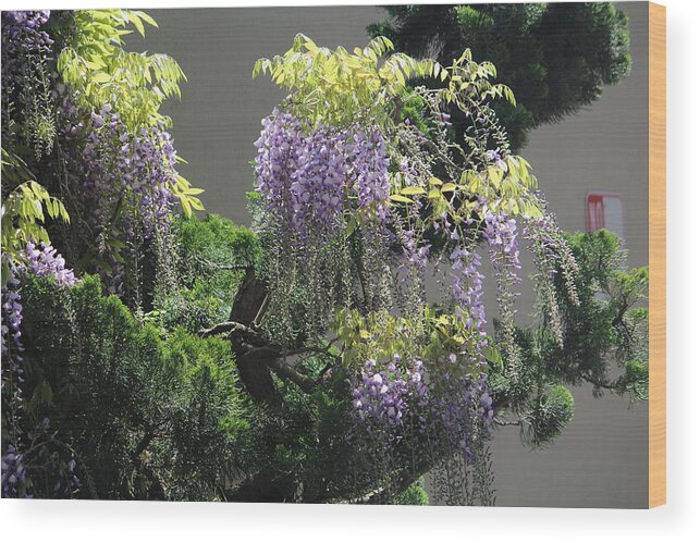 Wisteria Wood Print featuring the photograph Wisteria by Denise Cicchella