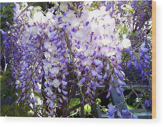 Wisteria Wood Print featuring the photograph Wisteria by Jodie Marie Anne Richardson Traugott     aka jm-ART