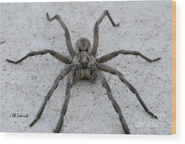Giant Wolf Spider Wood Print featuring the photograph Wolf Spider by E B Schmidt