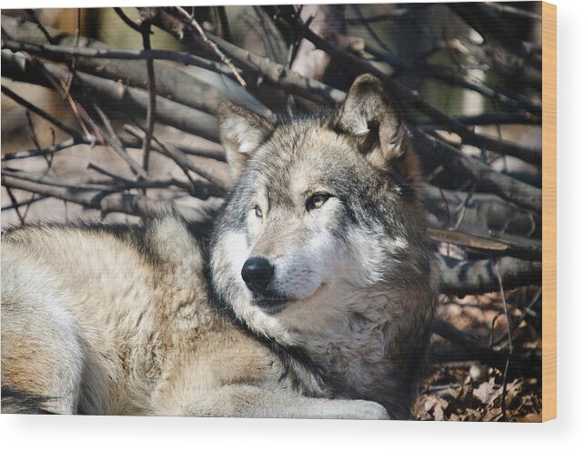 Animals In The Wild Wood Print featuring the photograph Timber Wolf by Crystal Wightman