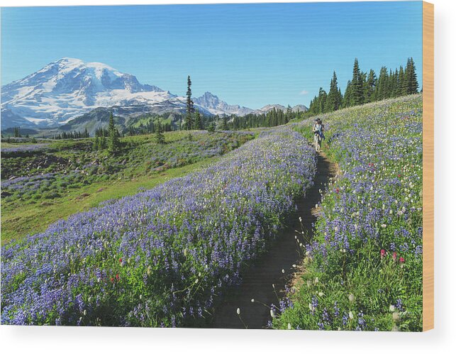 Tranquility Wood Print featuring the photograph Woman Hiking On Skyline Trail Near by Stuart Westmorland / Design Pics