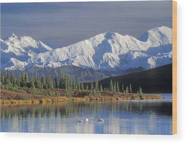 Alaska Range Wood Print featuring the photograph Wonder Lake, Denali NP by Arterra Picture Library