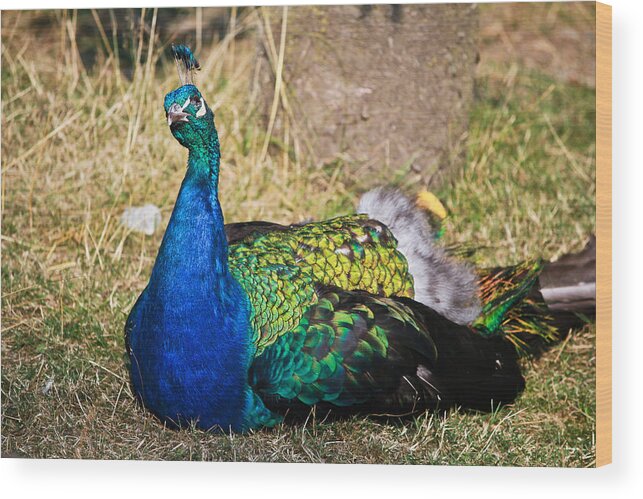 Peacock Wood Print featuring the photograph Wondering male peacock by Eti Reid