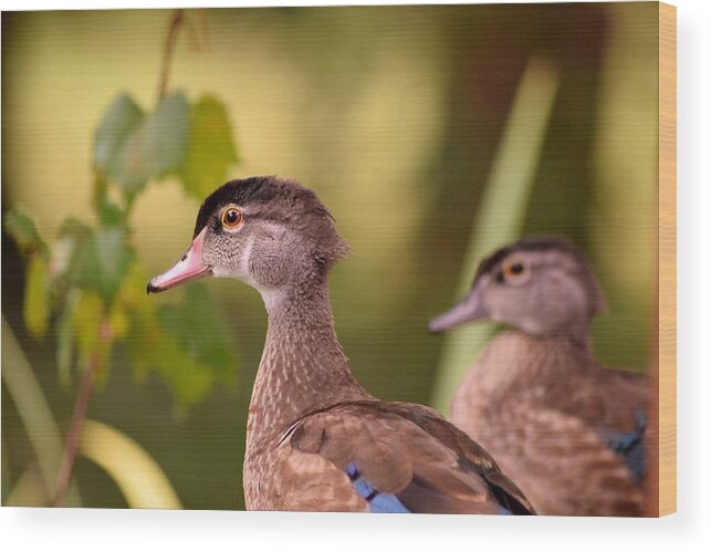 Wood Duck Wood Print featuring the photograph Wood Duck Close Up 1 by Sheri McLeroy