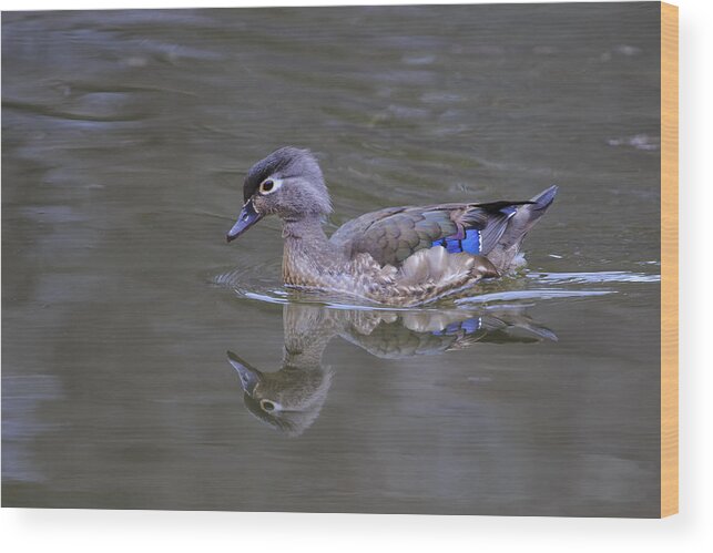 Gary Hall Wood Print featuring the photograph Wood Duck - Female by Gary Hall