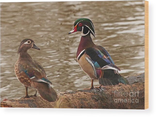 Wood Duck Photos Wood Print featuring the photograph Wood Duck Photo by Luana K Perez