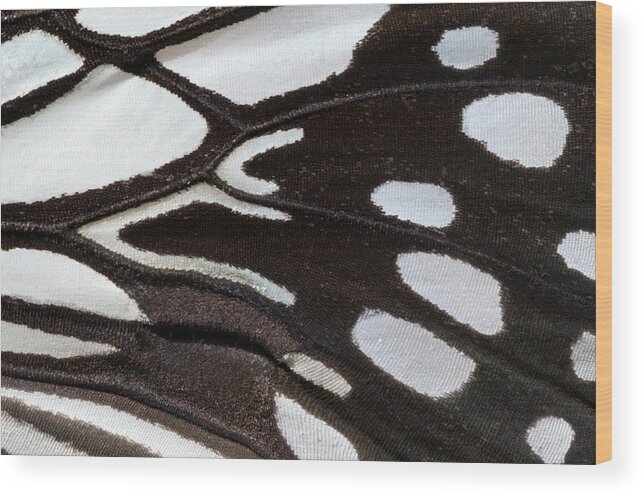 Insect Wood Print featuring the photograph Wood Nymph Butterfly Wing Markings by Nigel Downer