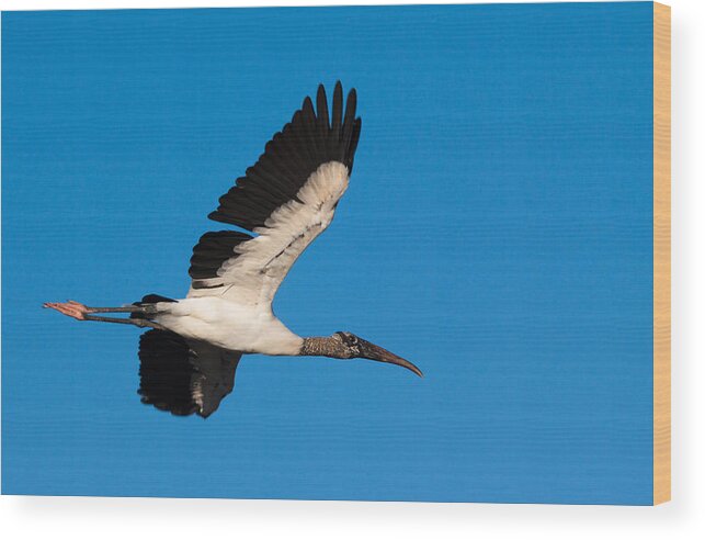 Everglades Wood Print featuring the photograph Wood Stork by Raul Rodriguez