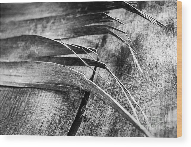Wood Wood Print featuring the photograph Wood Whispers by Dean Harte