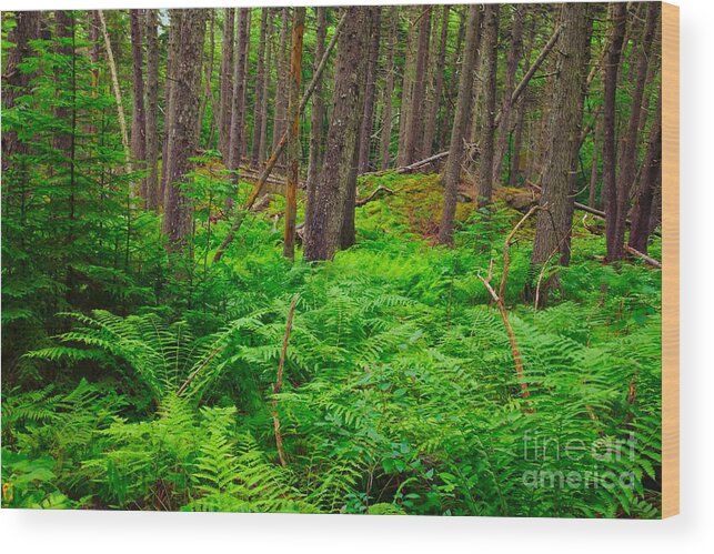  Wood Print featuring the photograph Woodlands by Nicola Fiscarelli