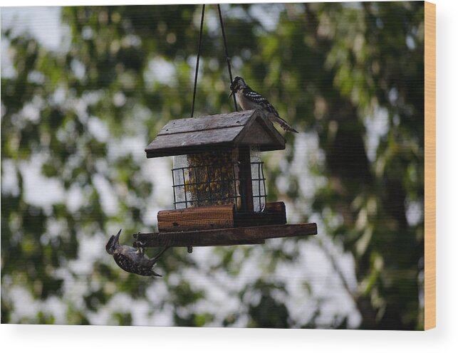 Woodpecker Wood Print featuring the photograph Woodpeckers at Dinner by Jim Shackett