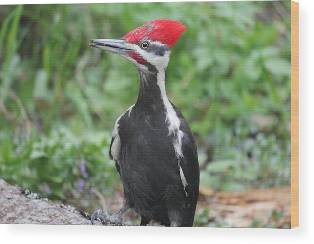 Woodpecker Wood Print featuring the photograph Woody by Ruth Kamenev