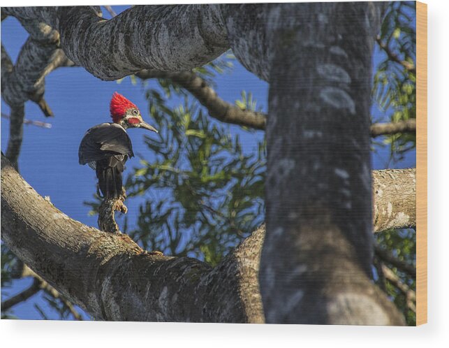 Woodpecker Wood Print featuring the photograph Woody Woodpecker by David Gleeson