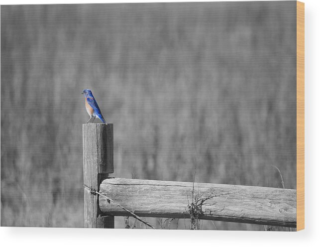 Birds Are Among My Favorite Critters To Photograph. This Little Blue Bird Looked So At Peace. And It Put Me At Peace Wood Print featuring the photograph World of Blue by Spencer Hughes