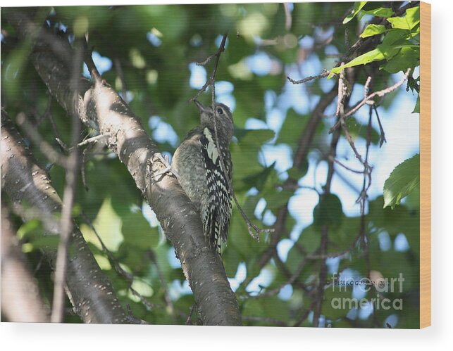 Woodpecker Wood Print featuring the photograph Worn Out Woodpecker by Derek O'Gorman