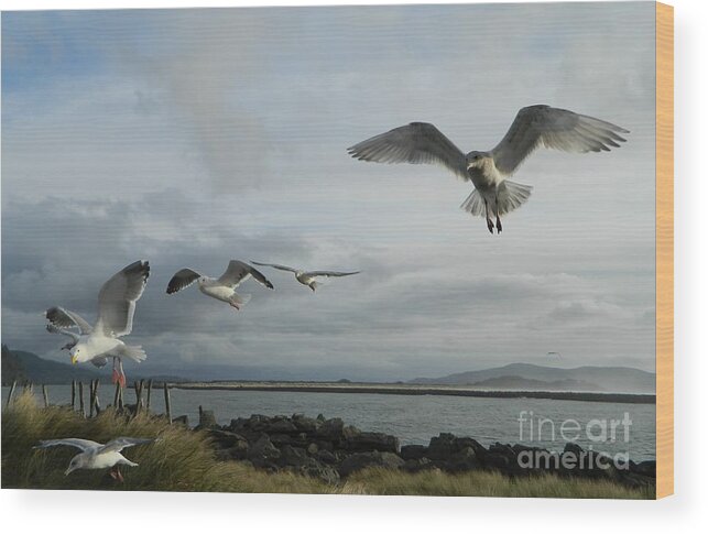Birds Wood Print featuring the photograph Wow Seagulls 2 by Gallery Of Hope 