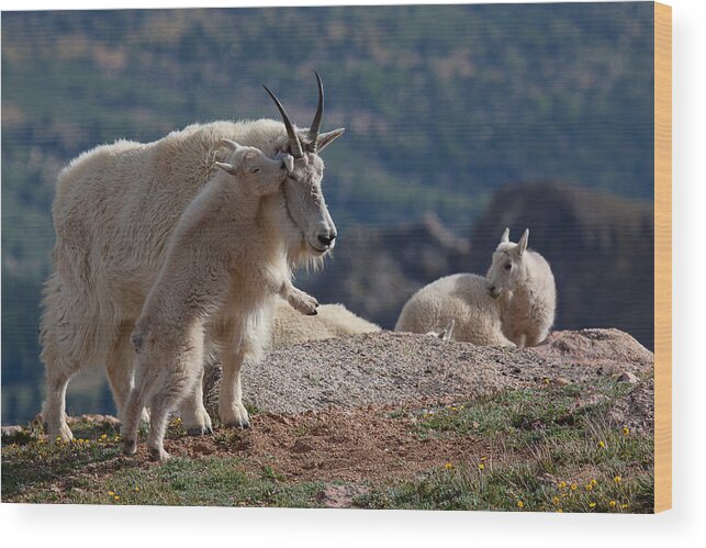 Mountain Goats; Posing; Group Photo; Baby Goat; Nature; Colorado; Crowd; Baby Goat; Mountain Goat Baby; Happy; Joy; Nature; Brothers Wood Print featuring the photograph XX's and OO's by Jim Garrison