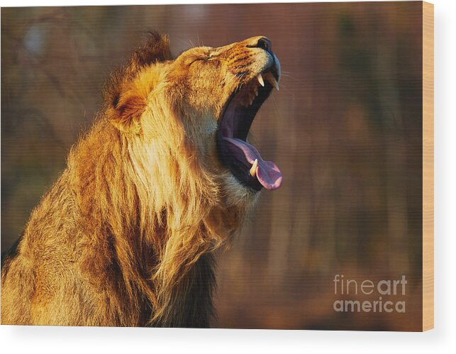Animal Wood Print featuring the photograph Yawning lion in a forest by Nick Biemans