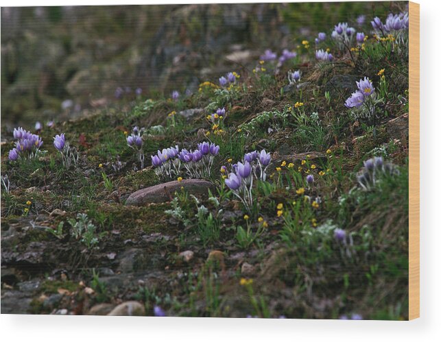 Landscapes Wood Print featuring the photograph Yawning Pasques by Jeremy Rhoades