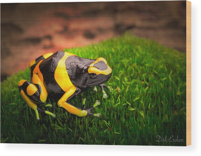 Yellow Frog Wood Print featuring the photograph Yellow Banded Poison Dart Frog by Dirk Ercken