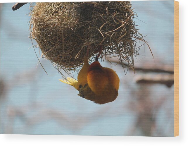 Yellow Wood Print featuring the photograph Yellow bird retuns to nest by Denise Cicchella