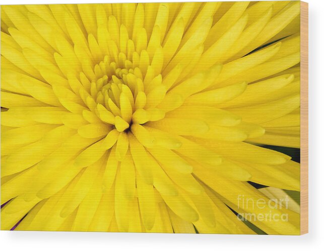 Vibrant Color Wood Print featuring the photograph Yellow Chrysanthemum by Pattie Calfy
