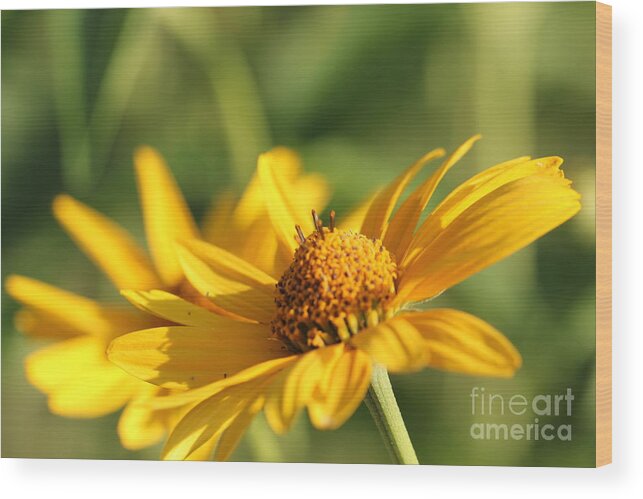Blossom Wood Print featuring the photograph Yellow Flower by Amanda Mohler