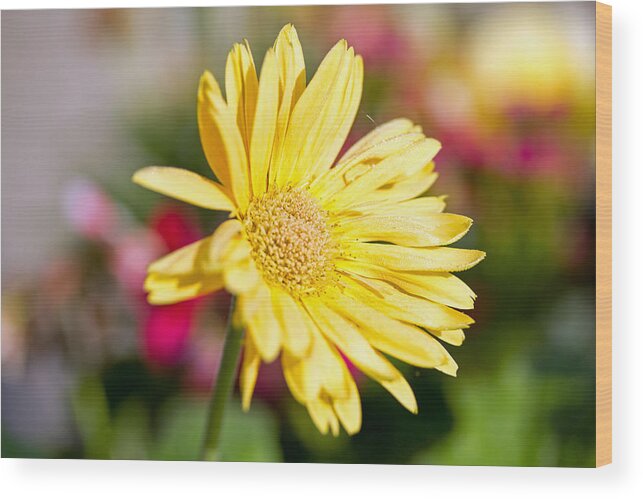Yellow Flower Wood Print featuring the photograph Yellow Flower by Susan Jensen