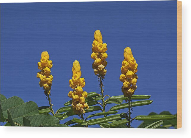 Flowers Wood Print featuring the photograph Yellow Flowers Against Blue Sky by Dart Humeston