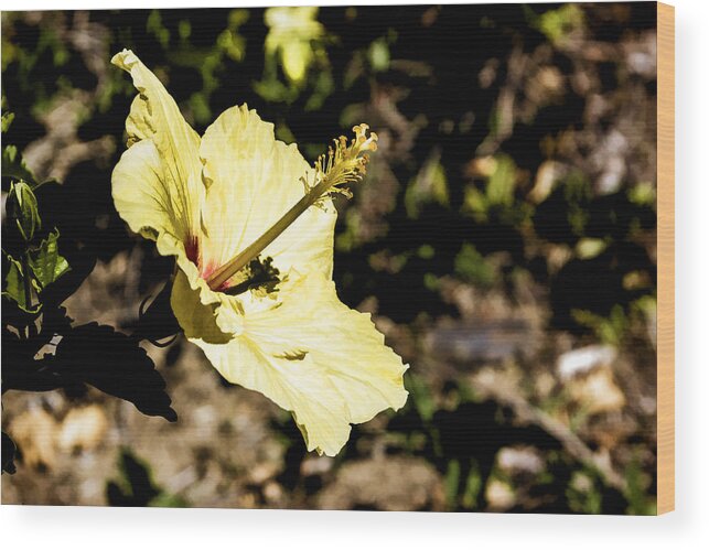 Yellow Wood Print featuring the digital art Yellow Hibiscus by Photographic Art by Russel Ray Photos